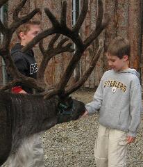 {Wild Berry Reindeer}